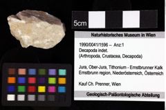 Foto (Objket + Etiketten) von Goniodromites bidentatus (Reuss, 1859) 
